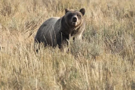 Backpacker Injured by Grizzly in Yellowstone Transported to Medical Facility