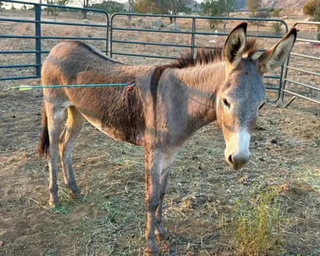 Wild Ass On the Mend Following Newest Bow Assault on Feral Donkeys in California
