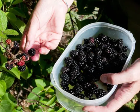 Seeking: Delicious Pastries to Put to Good Use a Surplus of Homemade Jam