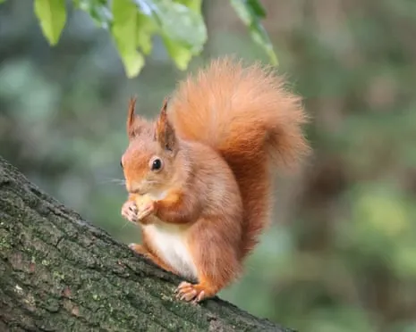 Red Squirrels Flourishing on the Island with Possibility to Almost Increase Twofold, Findings Shows