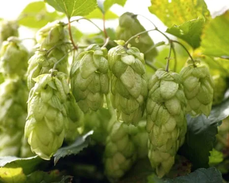 Build Your Own Hops Haven: Growing Hops Is Easy and Satisfying