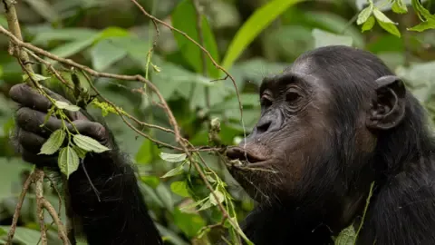 Wild Chimps Ingesting a Daily Dose of One Lager Per Day from Fermented Produce, Investigation Reveals