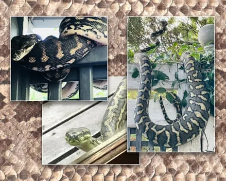 Embracing my Serpents in My Ceiling: An Evolution from Fear to Fascination