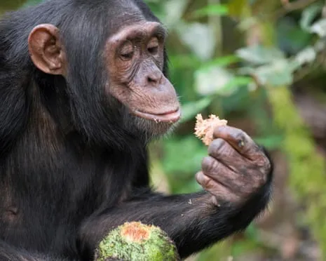 Wild Chimps Ingest Everyday Ethanol Equivalent to a Beer from Fermented Fruit