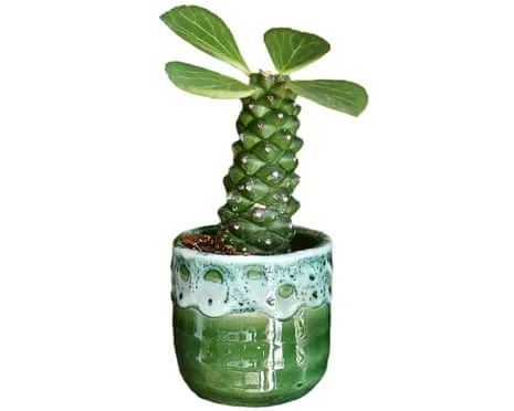 Can This Euphorbia Ritchiei Ever Sprout Again?