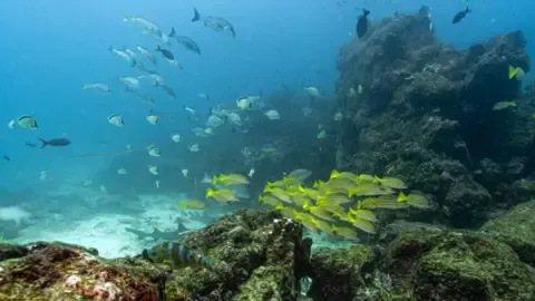 Crucial Oceans Agreement Hits Critical Benchmark to Enter into Force