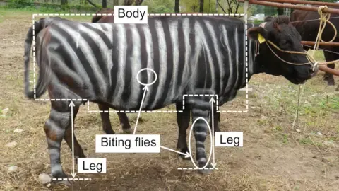 Black-and-White Bovines and Non-Stick Cuisine Secure Humorous Research Honors