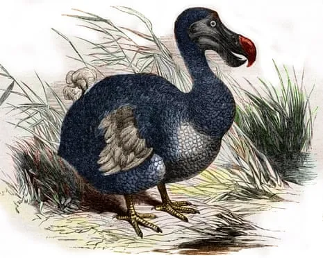 Researchers Claim They’ve Made a ‘Pivotal Step’ in Bringing Back the Flightless Species for the Very First Occasion in Three Centuries